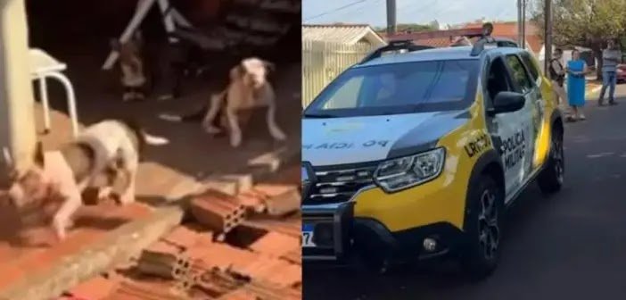 Idosa Fica Gravemente Ferida Após Ataque de Três Pitbulls no Paraná