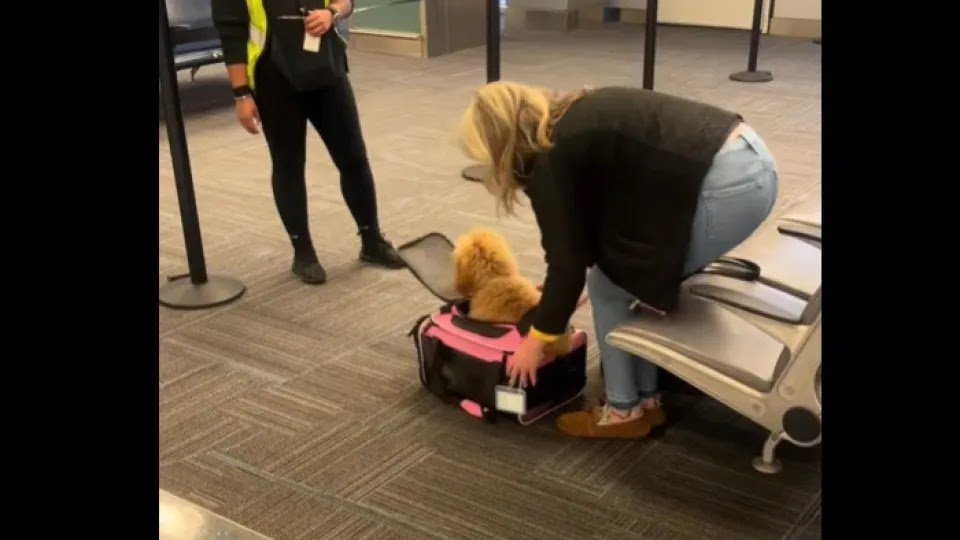 It’s a Lunchbox!" Woman Caught Trying to Sneak Dog in Overstuffed Suitcase at Airport