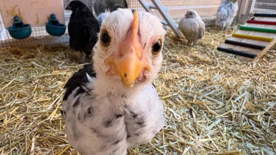 Parents of Students Spend 2 Thousand Dollars on Medical Treatments for… Chicken