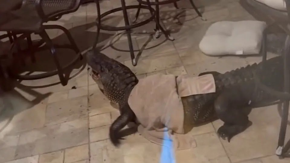 "It Was Chaos": Crocodile Breaks into US Home Balcony