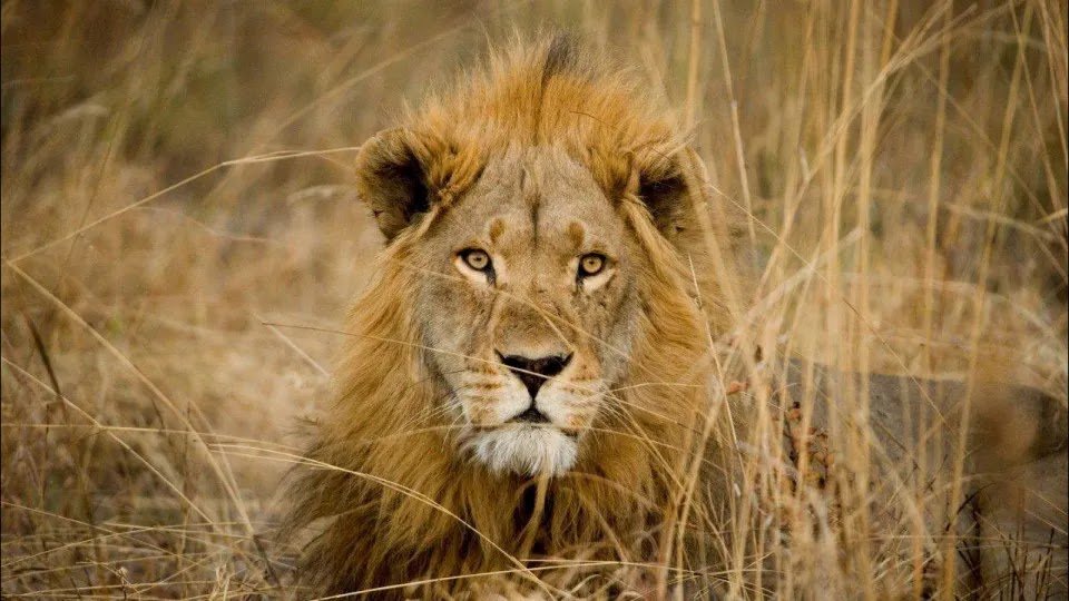 14-Year-Old Killed by Lion on the Outskirts of Nairobi
