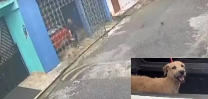 Após Atrair Cachorro Com Comida, Homem Atira Água Quente No Animal