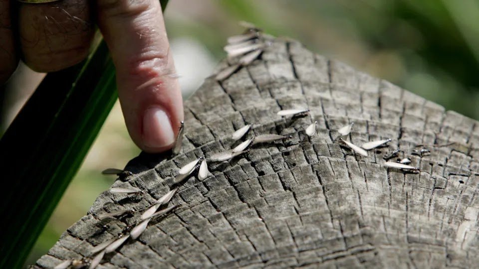 Boats Are Perfect Vehicles for Global Termite Spread