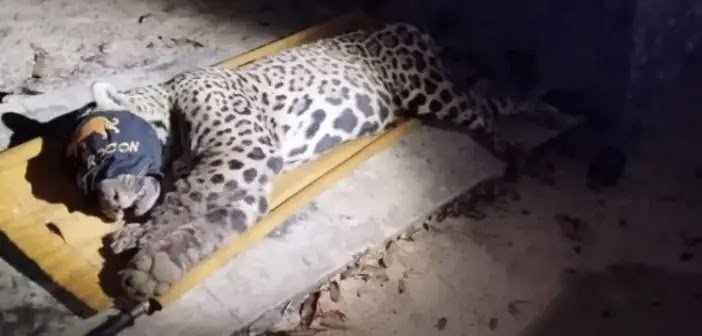 Onça-Pintada que Matou Caseiro em MS é Capturada e Passa por Análises Especializadas