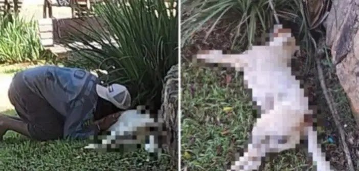 PM Mata Cachorro a Tiros em Pirenópolis: Moradores Reagem com Indignação