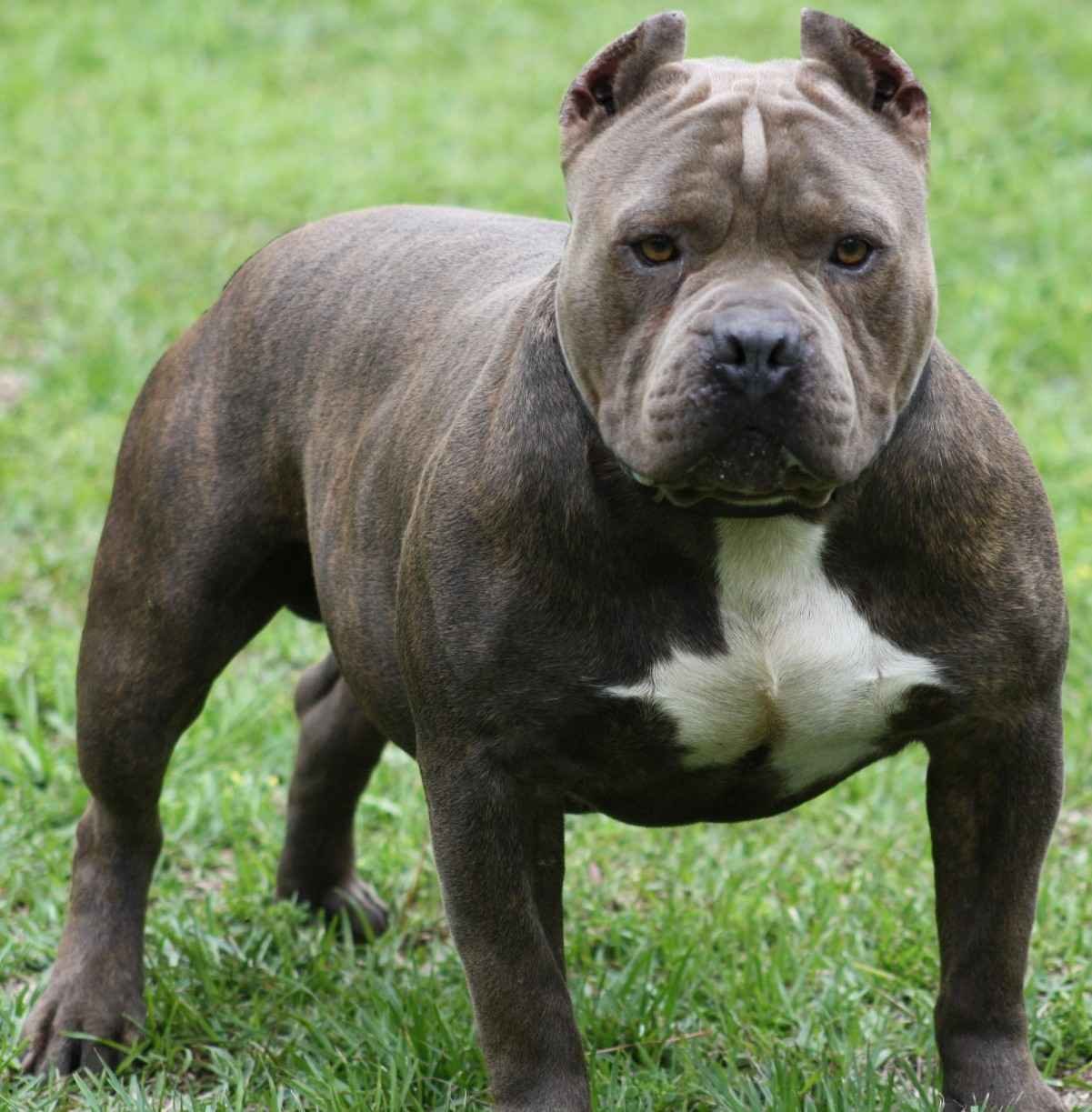 Bebê De Um Ano Morre Após Pit Bull Atacar Seu Pescoço Na Frente Da Mãe