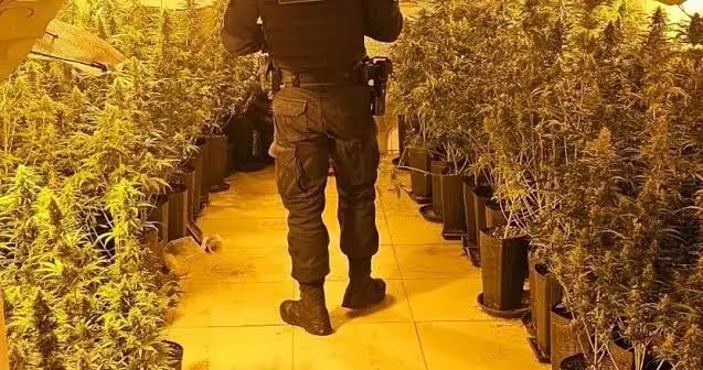 Casal É Preso Com Estufa De Maconha Dos Playboys’ Vendida A R$ 30 Mil O Quilo