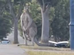 Giant Kangaroo Spotted in Australia – Shocking Encounter