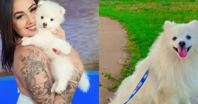 Homem Mata Cachorro da Ex-Companheira a Facadas por Ciúmes e Causa Revolta