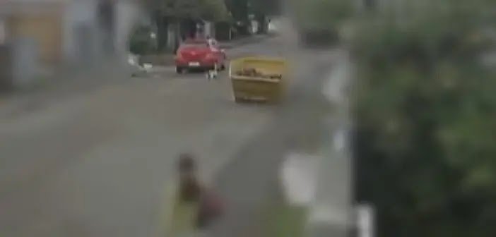 Mulher Atropela e Mata Cachorro no Paraná sem Prestar Socorro: Indiciada por Maus-Tratos