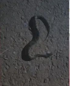 Mulher é Picada por Jararaca em Apucarana e Mobiliza Atendimento Rápido do SAMU