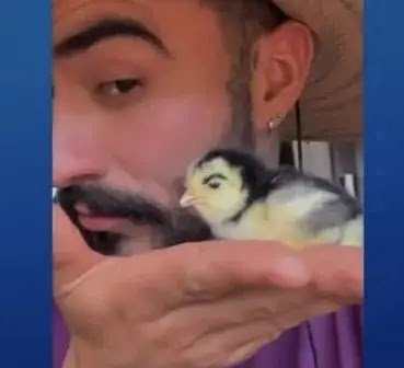 Pintinho com “Sobrancelhas” Naturais Nasce no Paraná e Encanta a Internet com Visual Inusitado!