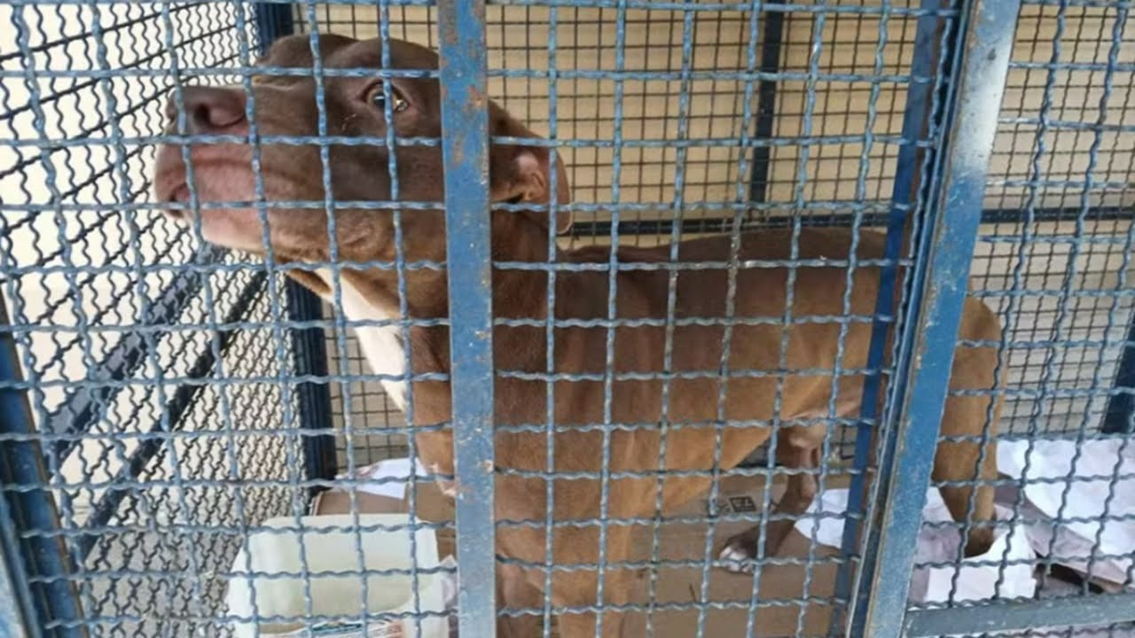 Pitbull Invade Escola no RJ e Ataca Crianças: Vídeo Mostra Momento de Pânico no Pátio