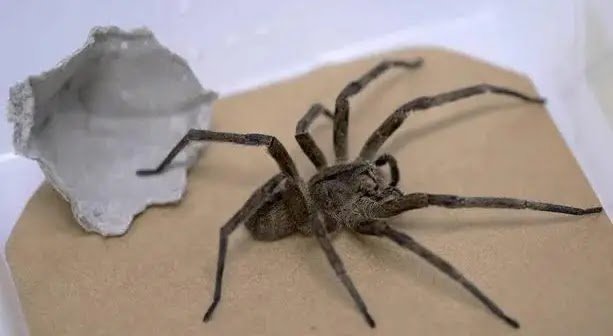 Veneno de Aranha Armadeira Pode Ser Nova Arma Contra Impotência Sexual, Aponta Estudo da UFMG