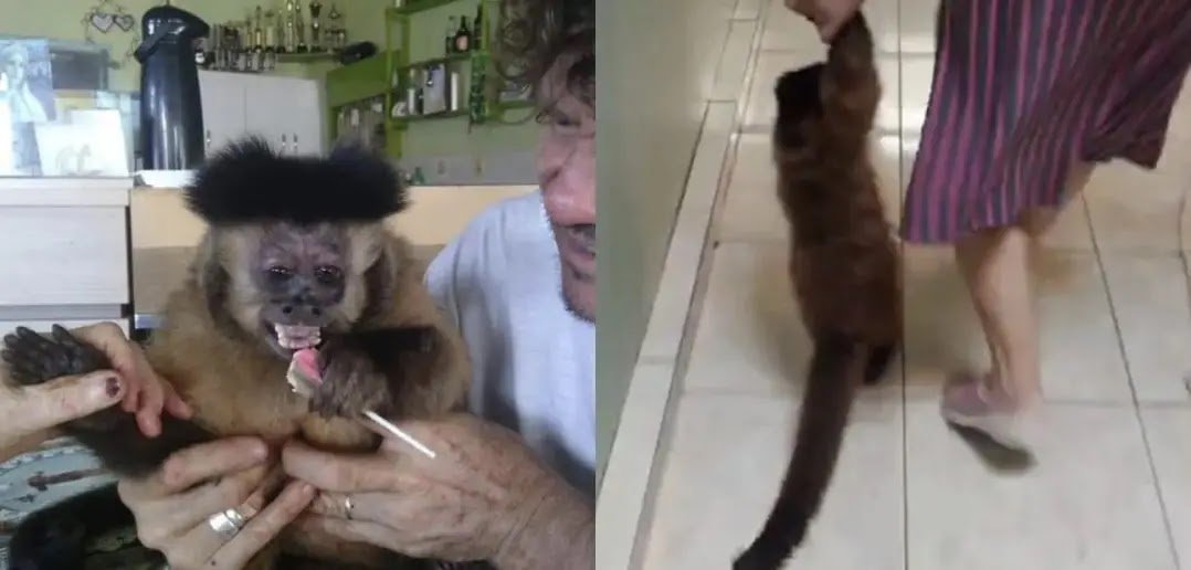 Macaco-Prego Resgatado Após 31 Anos Preso em Gaiola no Paraná: Caso Choca o País
