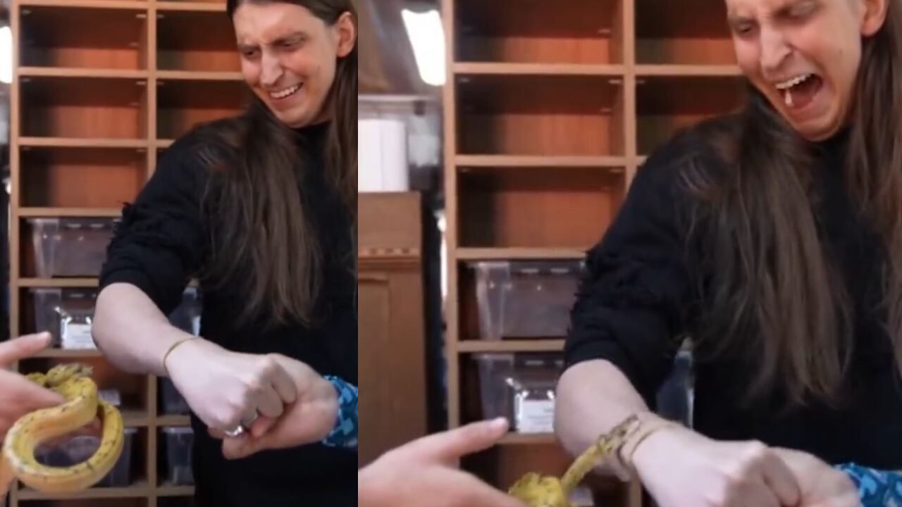 Influenciador Felca é Picado por Cobra Durante Gravação de Vídeo — “Perfura”