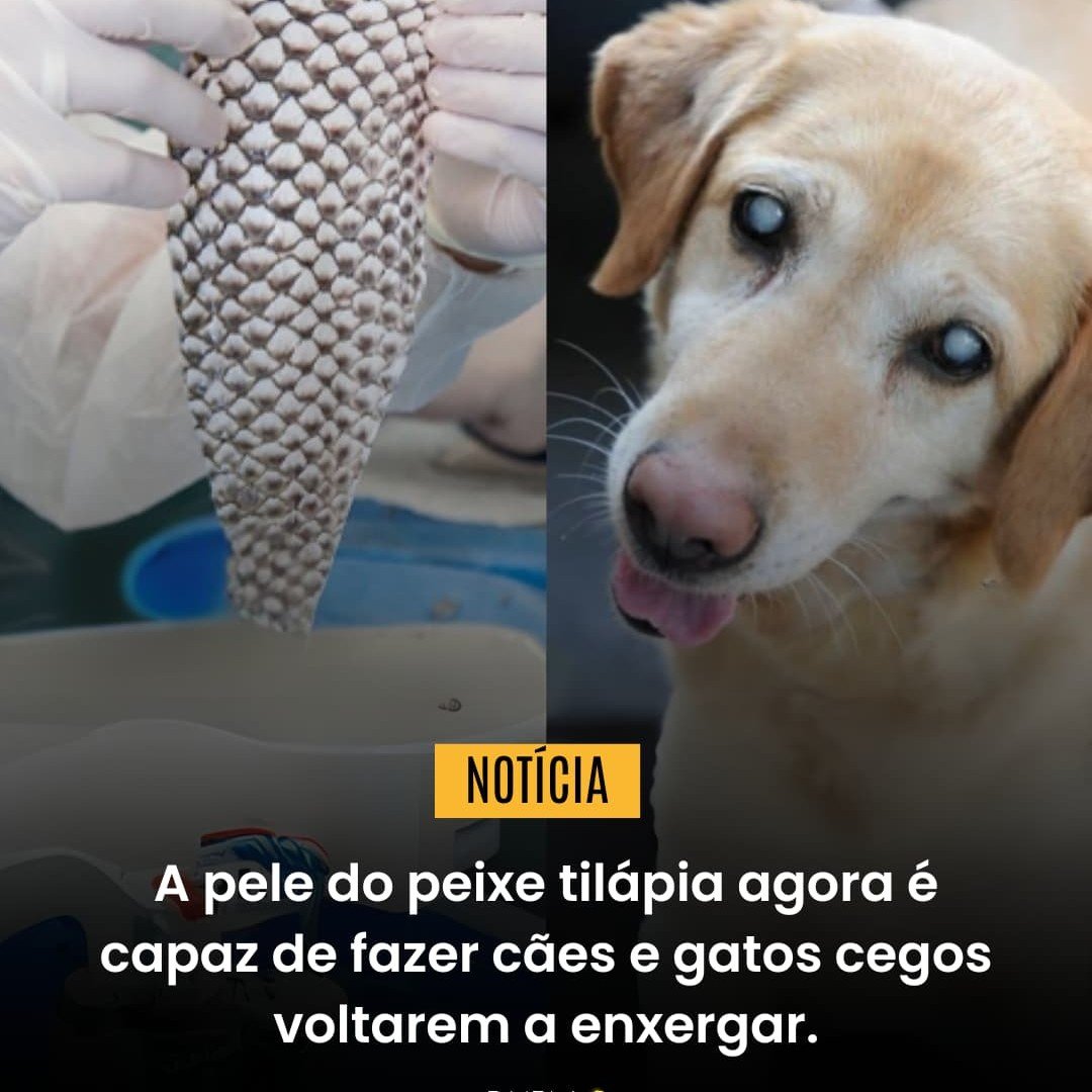 Pele de Tilápia é Usada para Curar Olhos de Cães e Gatos em Tratamento Inovador no Ceará