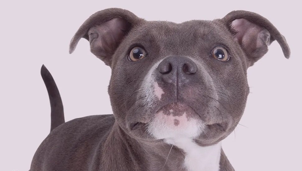 Criança Morre Após Ataque de Pit Bull Dentro de Casa; Caso Choca a Internet