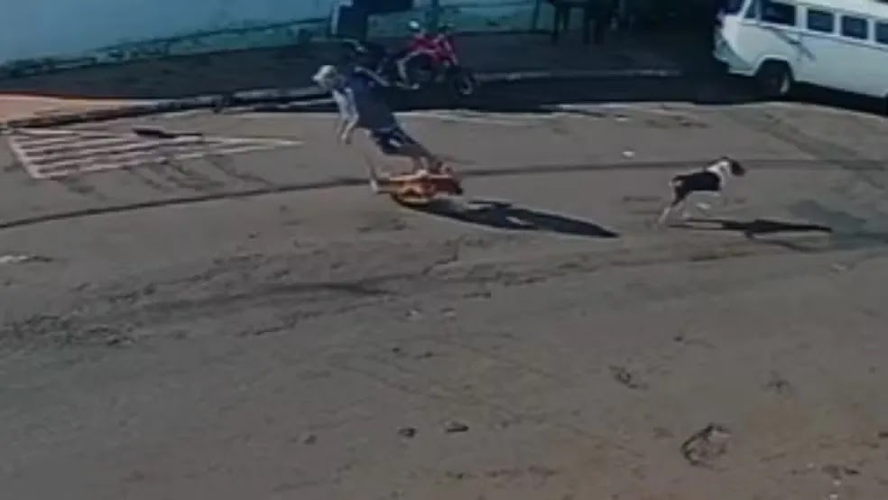 VÍDEO CHOCANTE: Idoso Fica Grave Após Ser "Atropelado" Por Cachorro Em SP