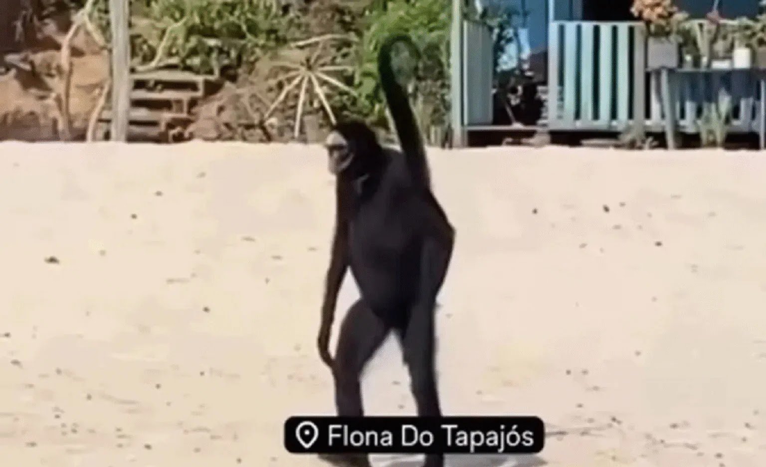 Vídeo Encantador: Macaco-Aranha Surge em Praia e Surpreende Turistas no Pará