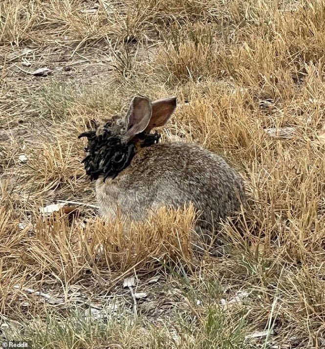 Freaky Tentacle Rabbits Invade Colorado