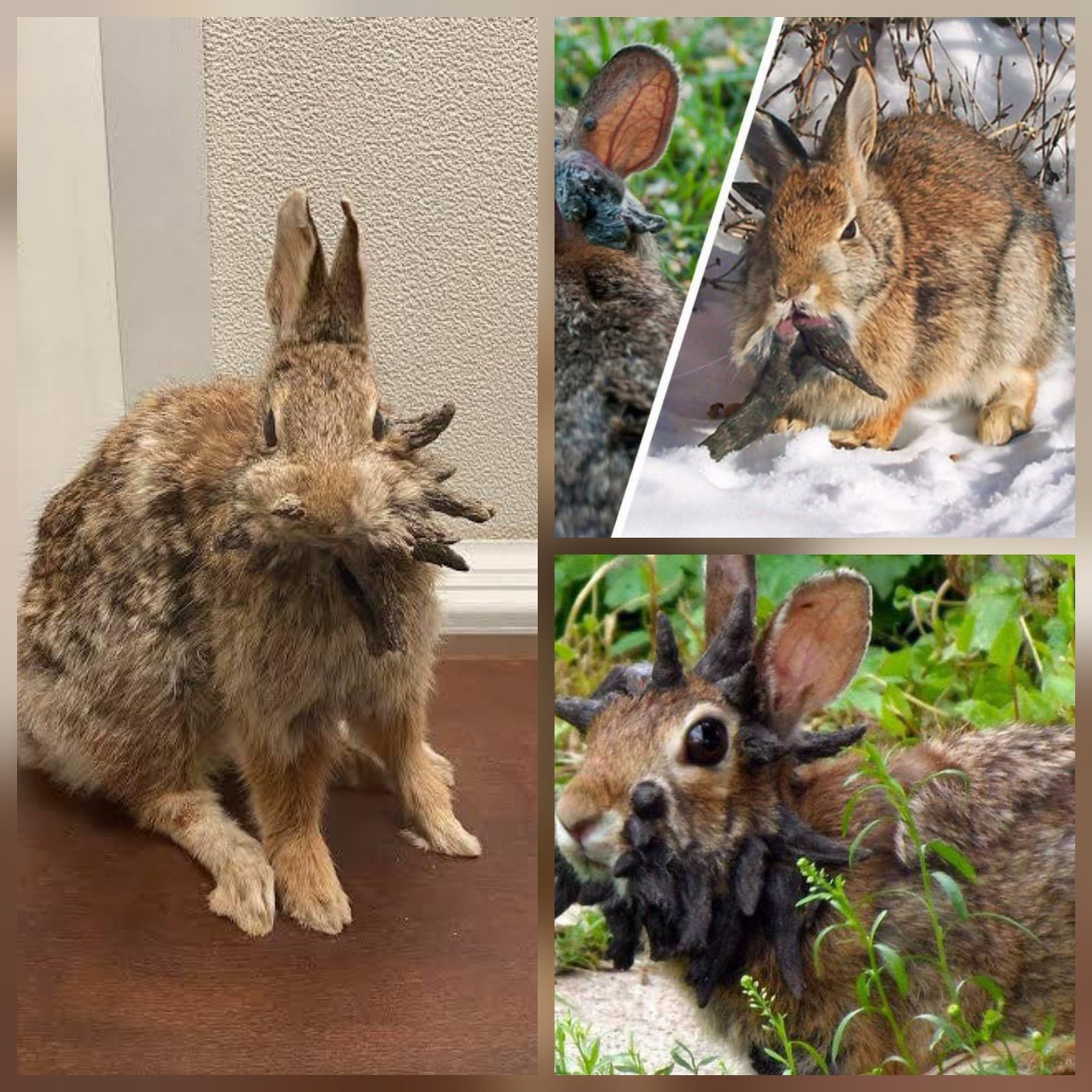 Freaky Horned Rabbits with Tentacles Take Over U.S.! Virus Sparks Panic