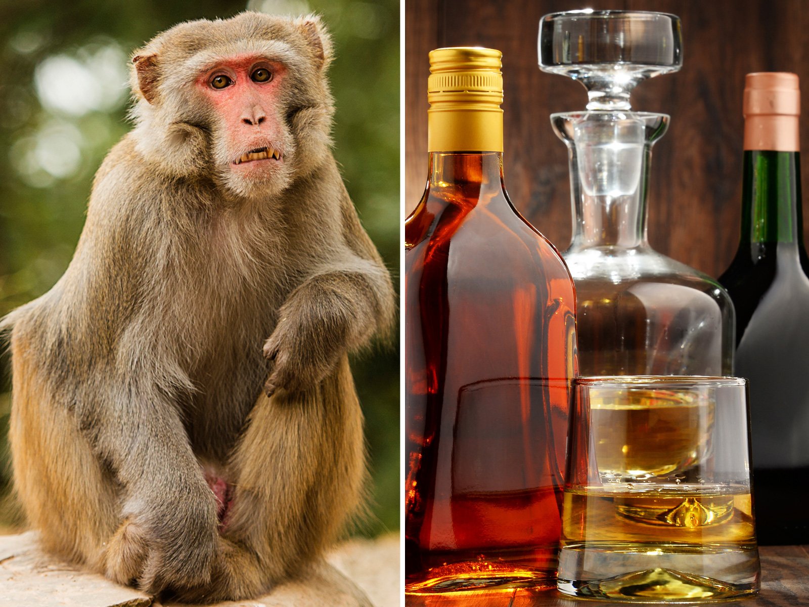 Man Faces Global Outrage for Giving Monkey Liquor