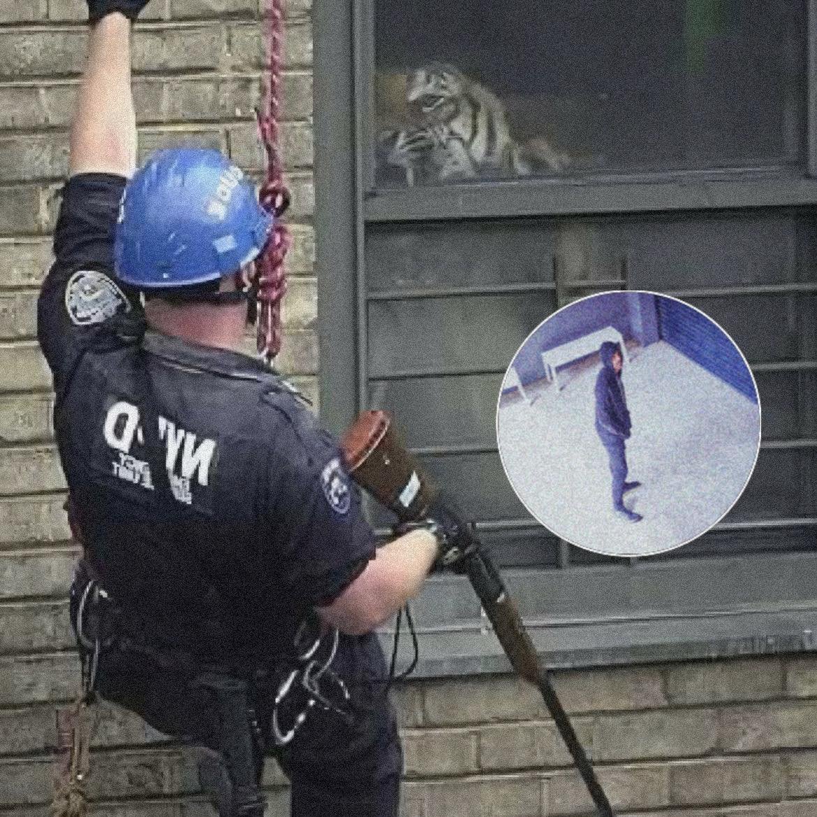 Drunk Man Breaks Into Zoo And Steals Tiger