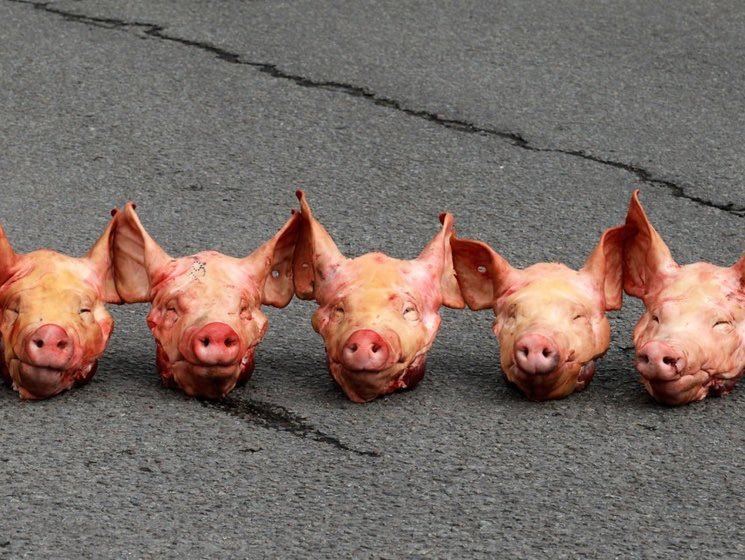 Pig Heads Dumped Outside 9 Paris Mosques—Some with "Macron" Written On! French Probe Launched