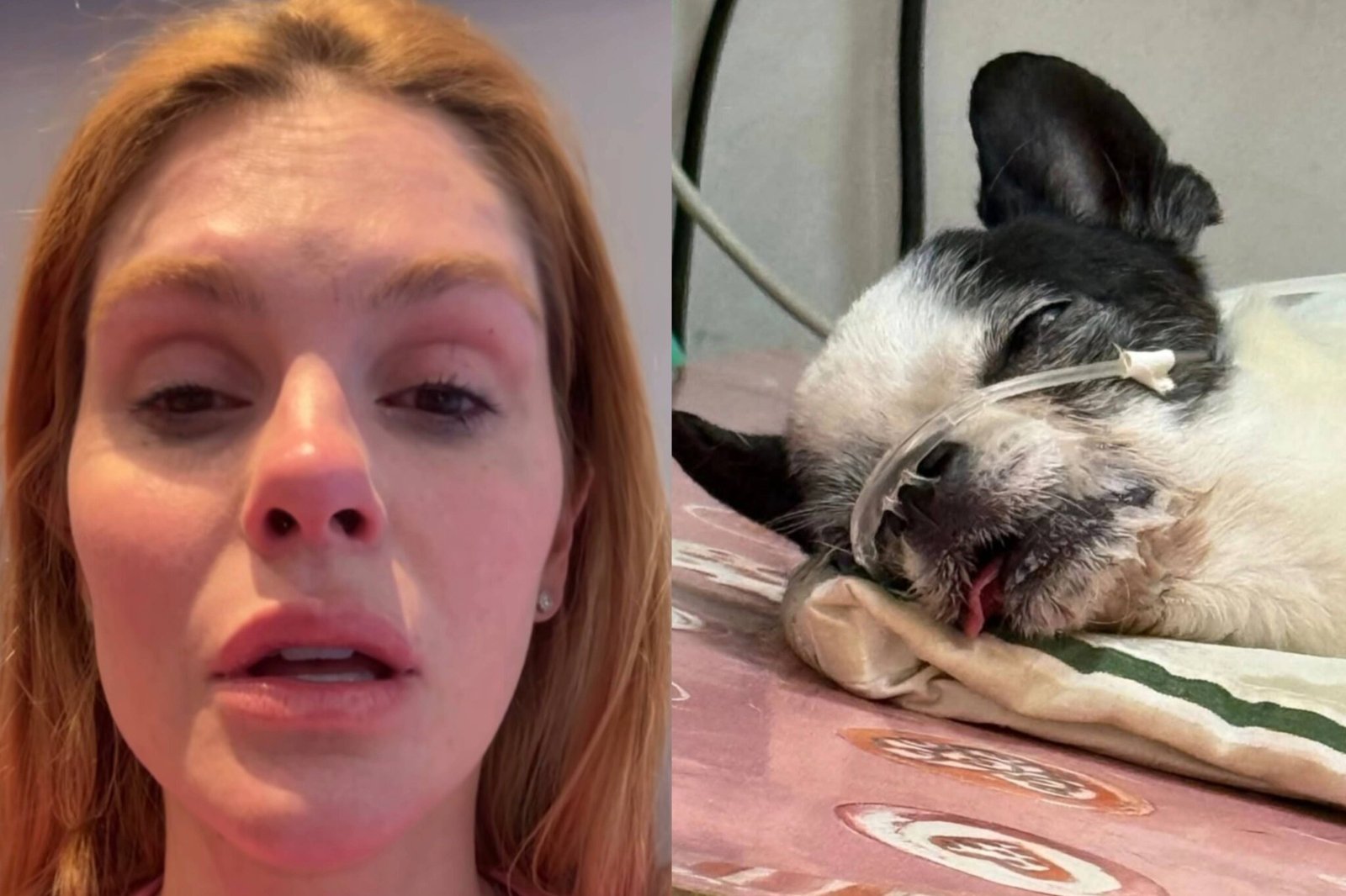 Drama! Bárbara Evans Vive Desespero Ao Ver Cachorro Enrico Sofrendo Convulsão