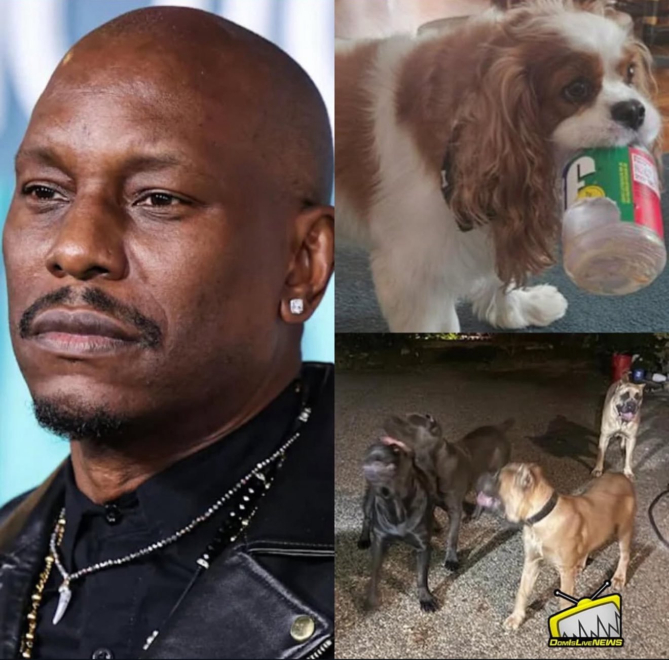 Tyrese Gibson Surrenders to Jail Over Dogs’ Deadly Fence Jump