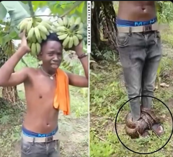 Man Trapped by Large Snake After Stealing Bananas from Witchcraft-Protected Farm
