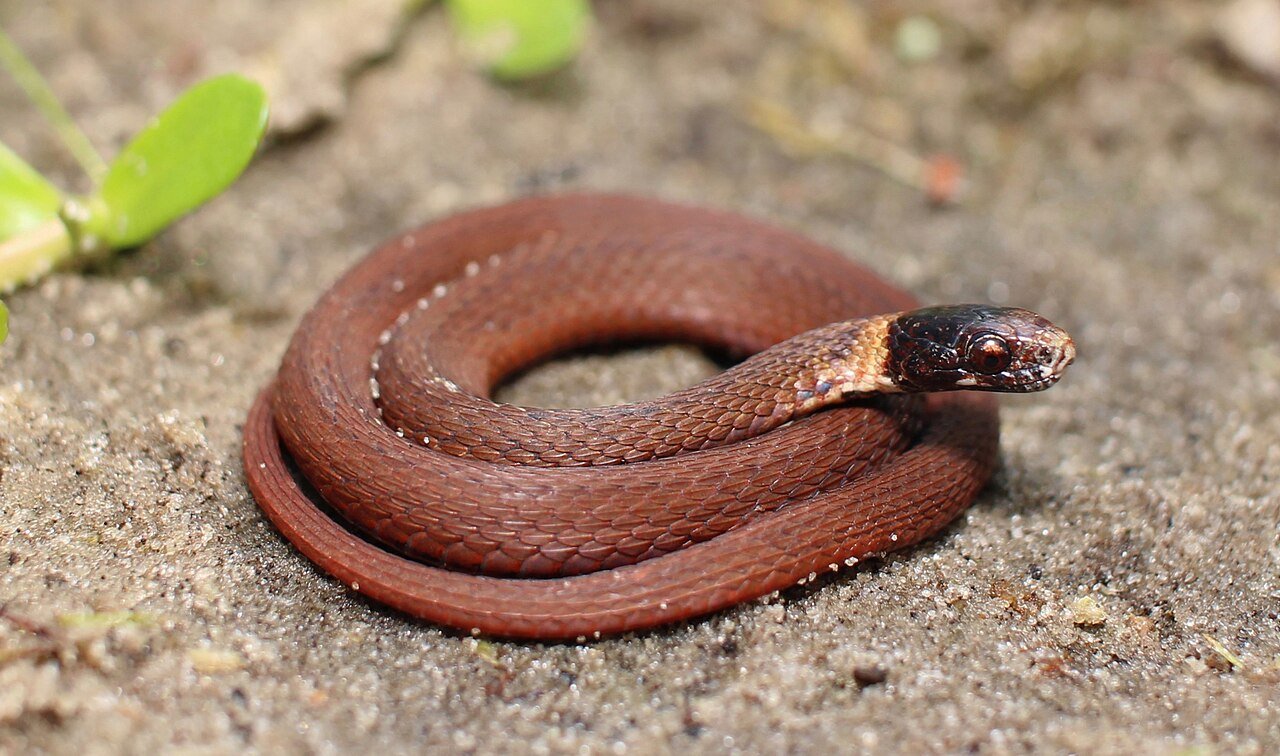 Stubborn Snake Standoff Turns Rural Clash into Meme Favorite